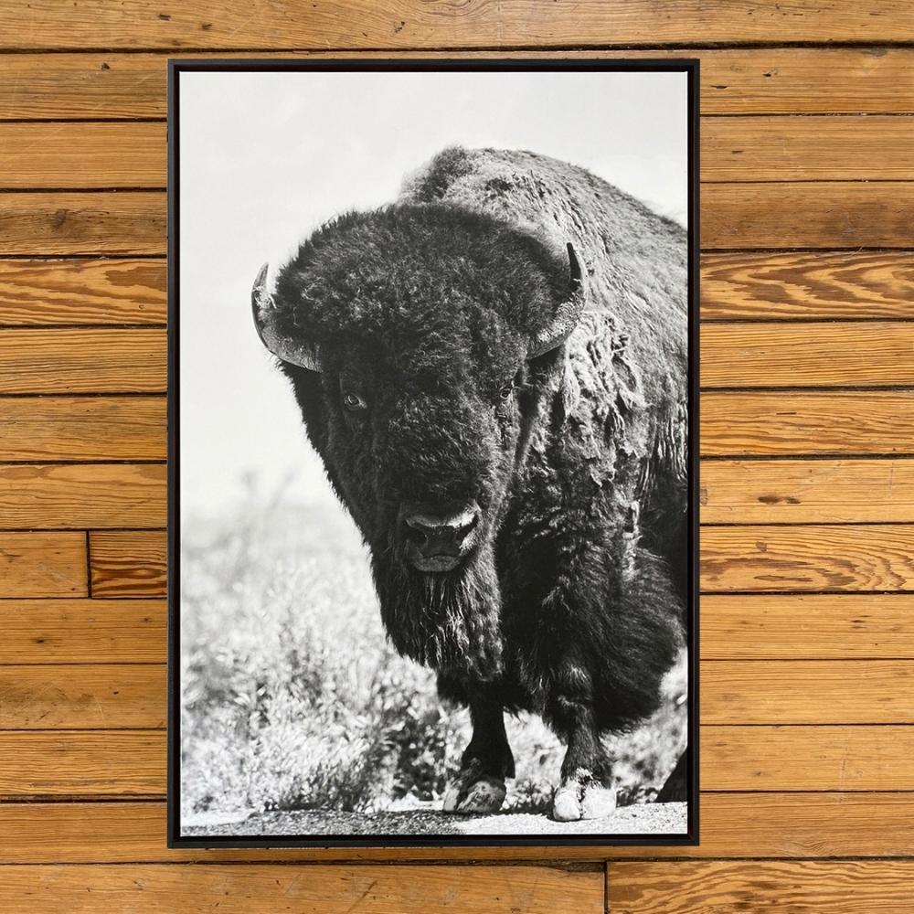 Bison, Buffalo, Tatanka: Bovids of the Badlands (U.S. National Park Service)