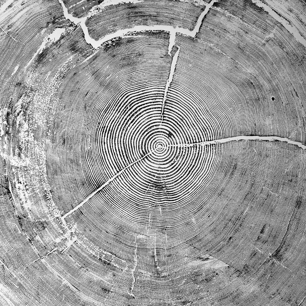 tree rings print