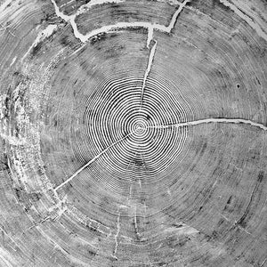 Oregon Sitka Spruce Tree Ring Print