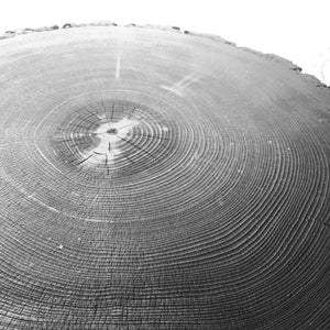 Colorado Douglas Fir Tree Ring Print