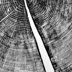 Yosemite National Park Pine Tree Ring Print