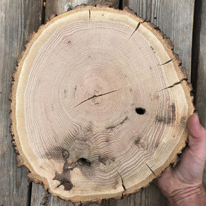 Missouri Ozark Mountains Oak Tree Ring Print
